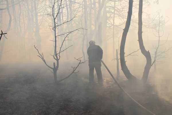 В Брянском районе в понедельник произошёл лесной пожар