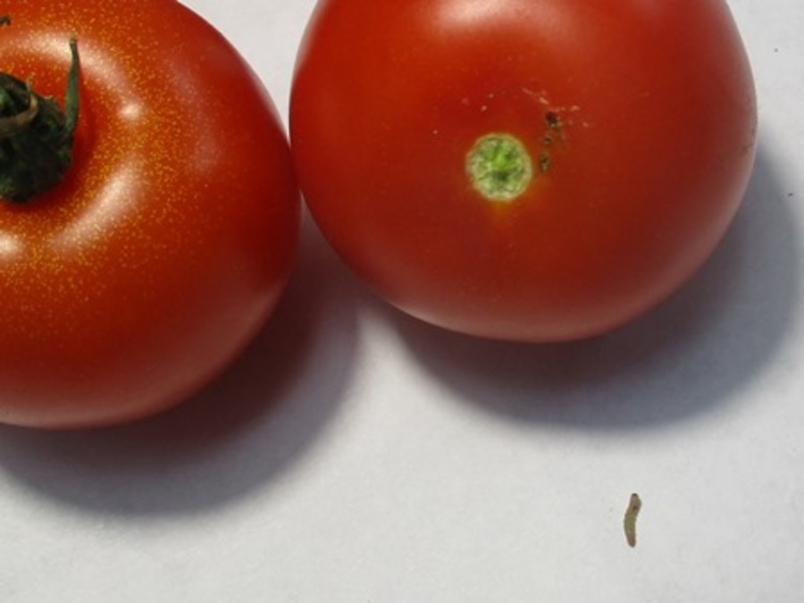 На Брянщину не пустили 20 тонн турецких томатов