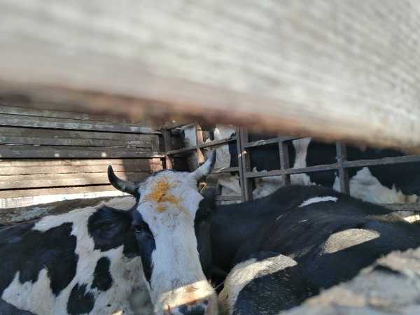 В Брянском районе задержали 20 коров-нелегалов