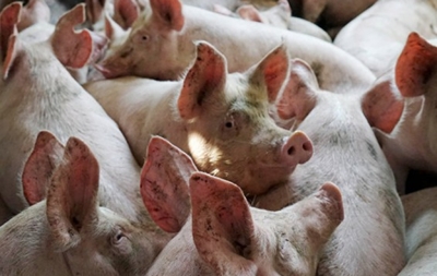 Брянских свиноводов снова пугают вирусом АЧС