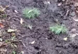 Враги разбросали мины-лягушки в Погарском районе