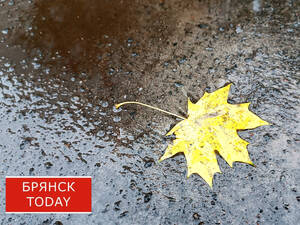 Брянцев предупредили о сюрпризах погоды 12 ноября