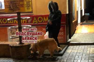 Брянцев умилила женщина, кормящая бездомного пса