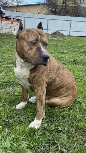 «Застрелите»: в Брянской области собаку чуть не погубили за страшный вид