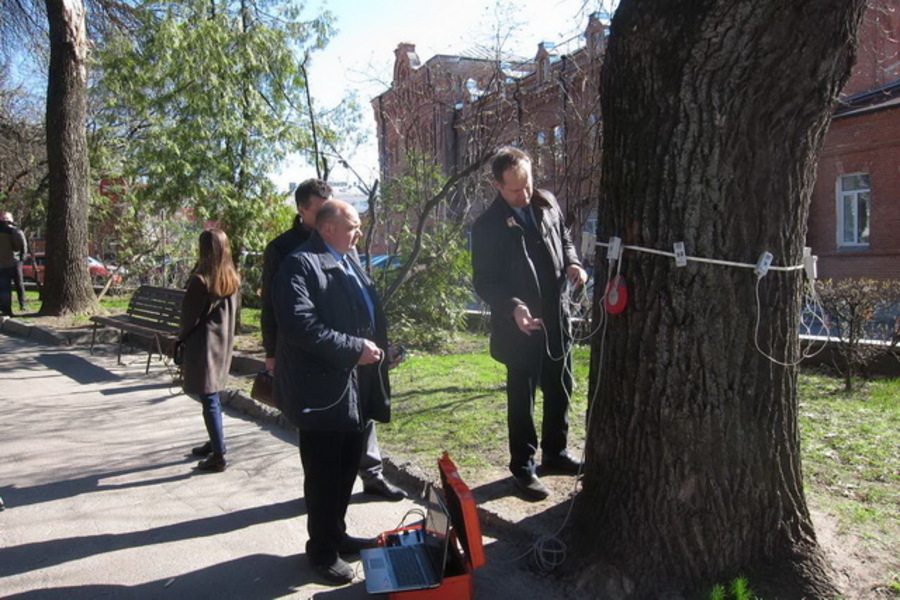В Брянске спасли от вырубки 150-летний дуб в Круглом сквере 