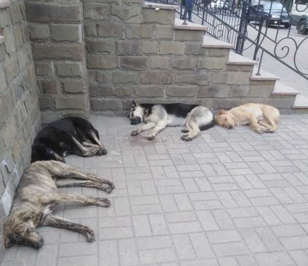 Жителей Брянска встревожила стая собак у школы №41 