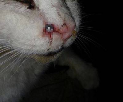 В Карачеве из пневматического оружия ранили кота
