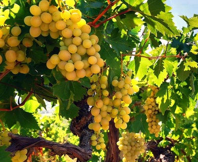 Журналисты нашли виноградные плантации в Почепском районе 