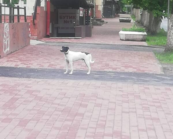 В Брянске ищут хозяев собаки с ошейником