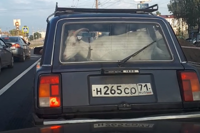 В Брянске сняли на видео перевозку козы в легковушке