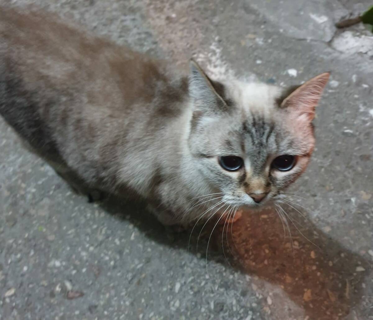 В Брянске ищут любящих хозяев осиротевшей кошке Василисе