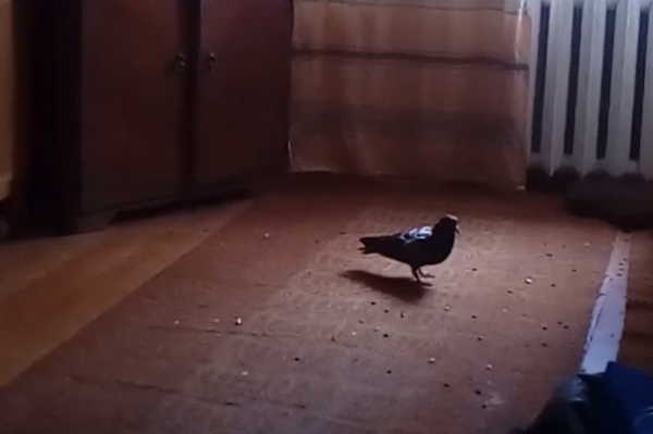 В Брянске смелый голубь прилетел на обед в квартиру