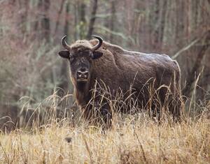 Стало известно, когда начнется сезон экскурсий к зубрам в заповеднике «Брянский лес»