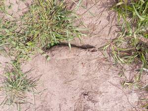 В Севском районе саперы не допустили взрыв мины