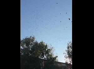 Попали в фильм ужасов: стаи ворон снова терроризируют жителей Клинцов