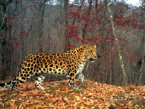 На ВЭФ озвучили любопытные данные о леопардах и их покровителях