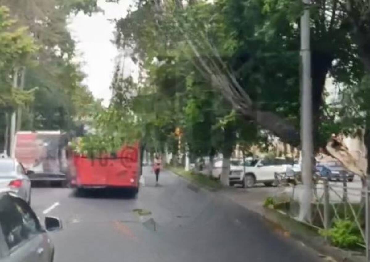 В Брянске упавшее дерево перекрыло движение в центре города | 20.06.2024 |  Брянск - БезФормата