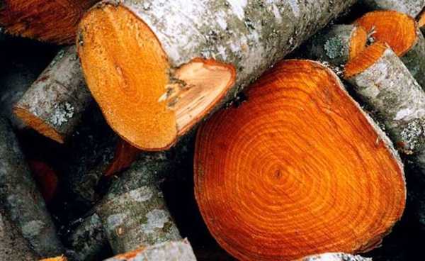 Брянского лесничего осудят за незаконную рубку 357 деревьев