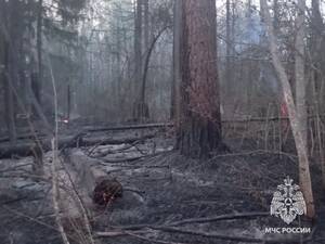 В Брянском районе произошел лесной пожар на 17,5 га