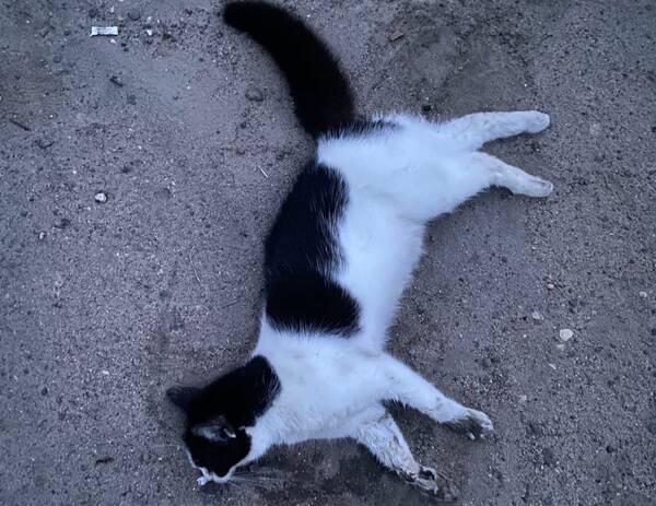 В Новозыбкове неизвестный массово отравил котов
