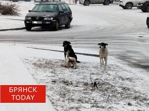 В Брянске за четыре года отловили 3946 бездомных животных