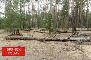 Брянская область не загрузила границы лесничеств в федеральную систему — Рослесхоз требует ускориться