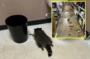 Пьяный енот устроил дебош в алкомаркете США