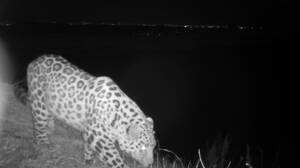 Третий котёнок леопарда получил имя по итогам голосования