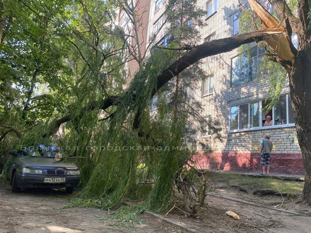 Брянские спасатели освободили автомобиль от рухнувшей ветки | 07.08.2023 |  Брянск - БезФормата