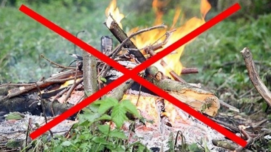 Брянцам из-за жары до 9 сентября запретили ходить в лес