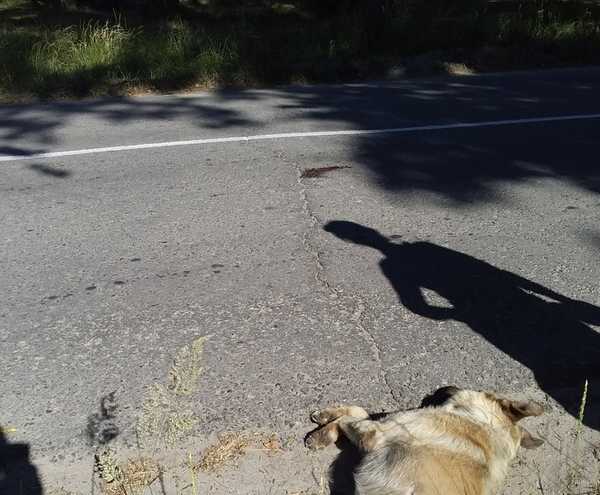 В Брянске на пешеходном переходе байкер сбил собаку и уехал