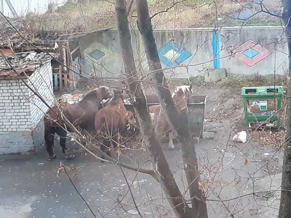 В Брянске сняли на фото пиршество лошадей на мусорке