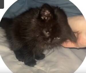 Зооволонтёры рассказали страшную правду о брянских плодильнях