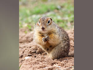 В брянском заповеднике популяция сусликов увеличилась до двухсот особей
