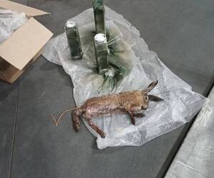 Жителей Брянской области пугают взрывоопасными «зайцами»