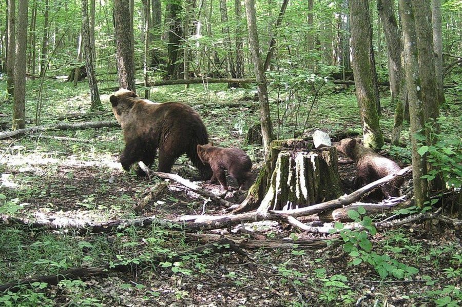 На брянском кордоне «Старое Ямное» встретили 5 медведей