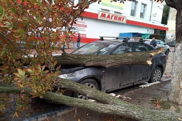 Ураганный ветер повалил 18 деревьев в Брянске 