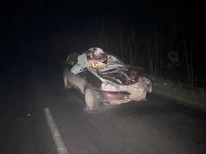 В Севском районе легковушка сбила лошадь на трассе