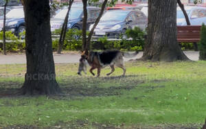 В Брянске овчарка насмерть загрызла собаку, выгуливаемую подростком