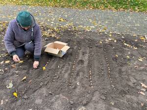 В Стародубе под зиму посадят более 1500 тюльпанов и нарциссов