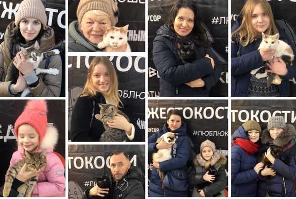 В Брянске новых хозяев нашли 24 бездомных кошки
