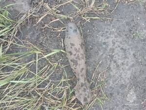 В двух районах Брянской области обезвредили две мины