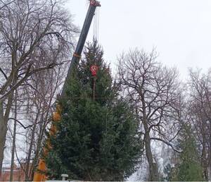 В сквер Карла Маркса в Брянске привезли главную городскую ёлку