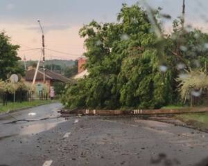 Ураган валил деревья и рвал провода в приграничье Брянской области