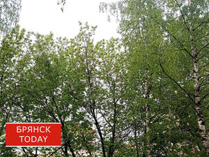 Жителям Брянщины посулили потепление 28 августа