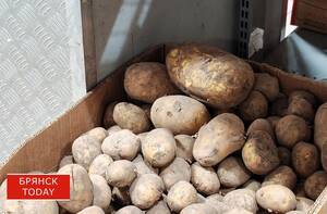 У брянского картофеля есть все шансы не подорожать в этом году