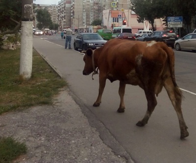 В Брянске на Володарке коровы устроили пастбище на тротуаре
