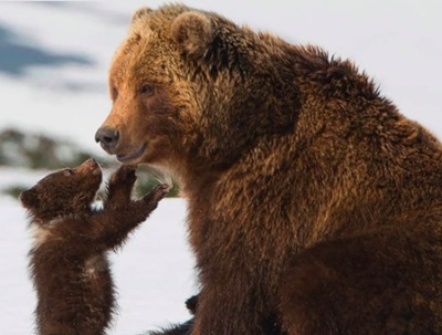 В Брянске бесплатно покажут фильм о жизни медведей Камчатки