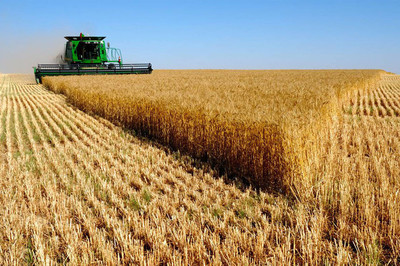 Экспорт пшеницы в Белоруссию из Брянской области вырос в 30 раз