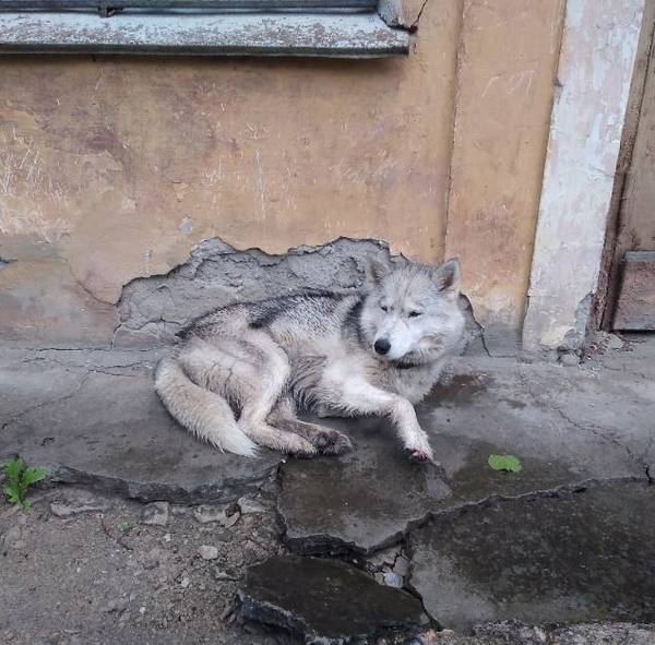 Купить Собаку Брянск Брянская Область